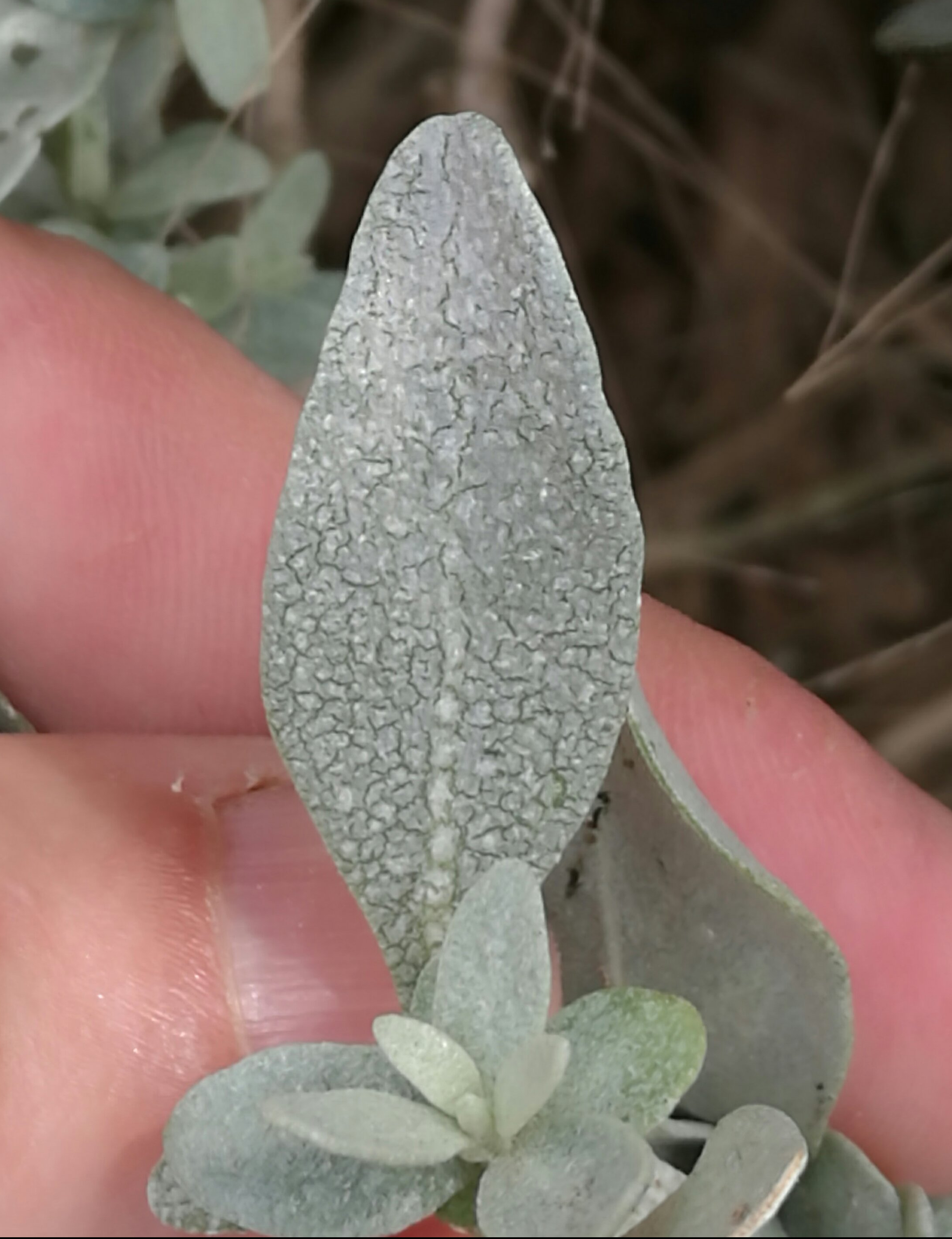 Small, shiny patches on the leaves are a distinguishing feature of Coast Saltbush