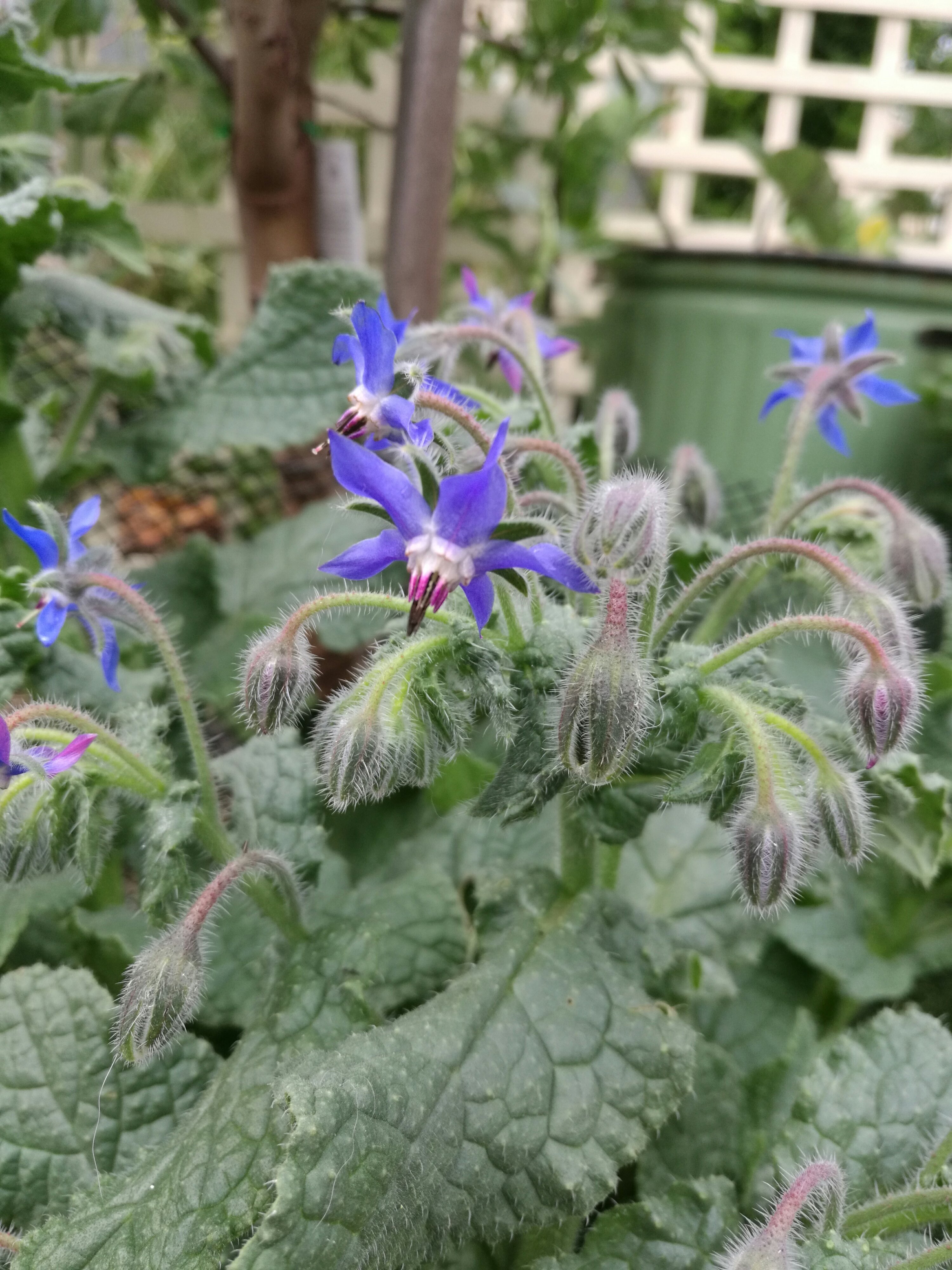 Borago officinalis