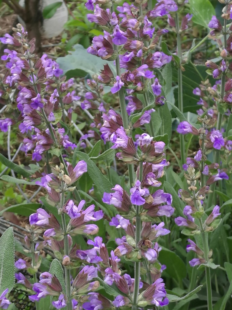 A very happy patch of Sage