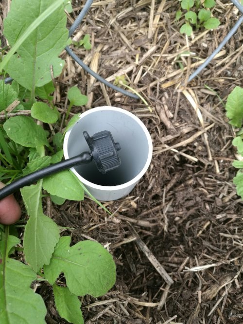 Drippers deliver their water more efficiently by taking them down into the root zone.