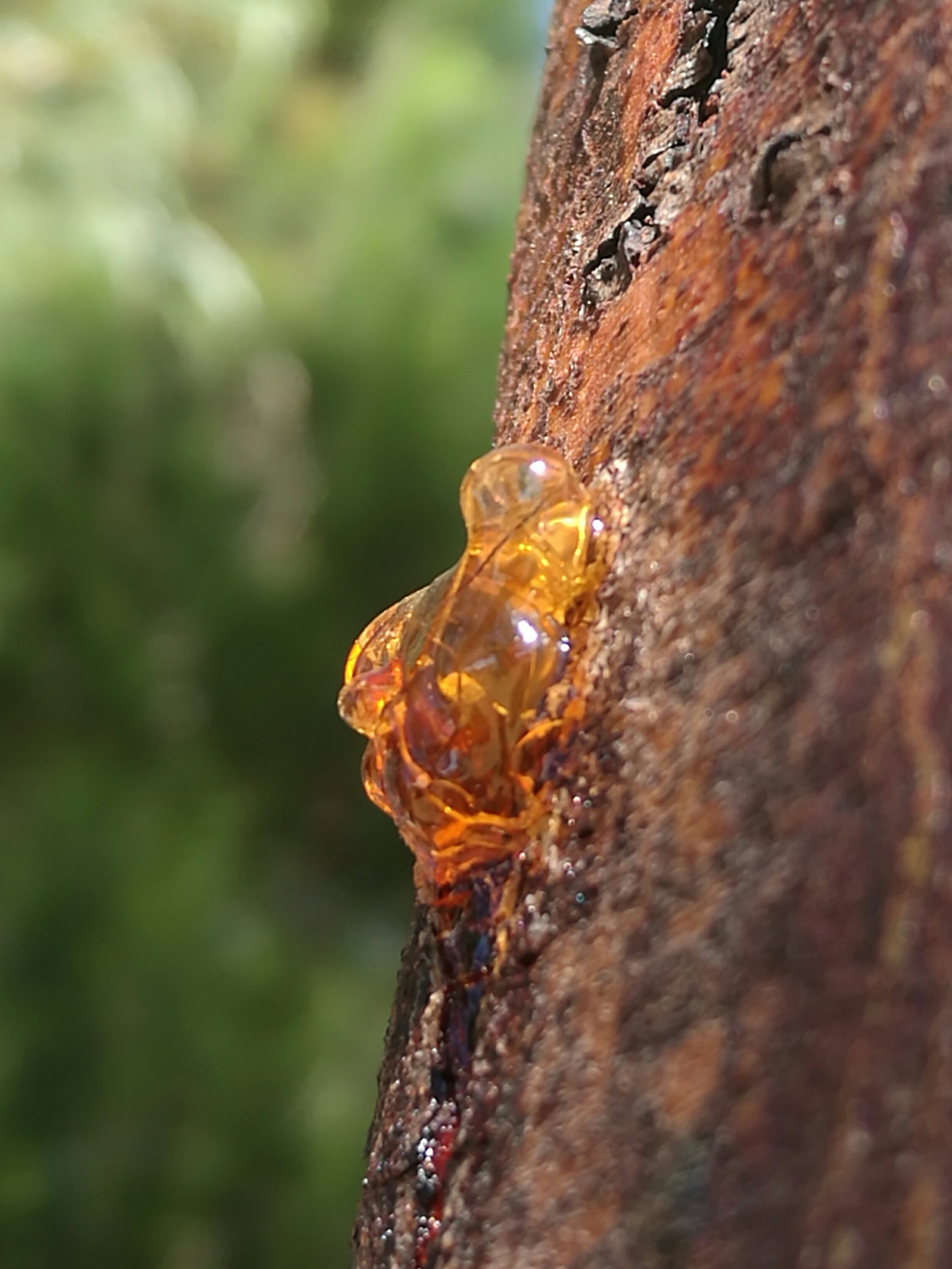 Acacia gum Acacia gum