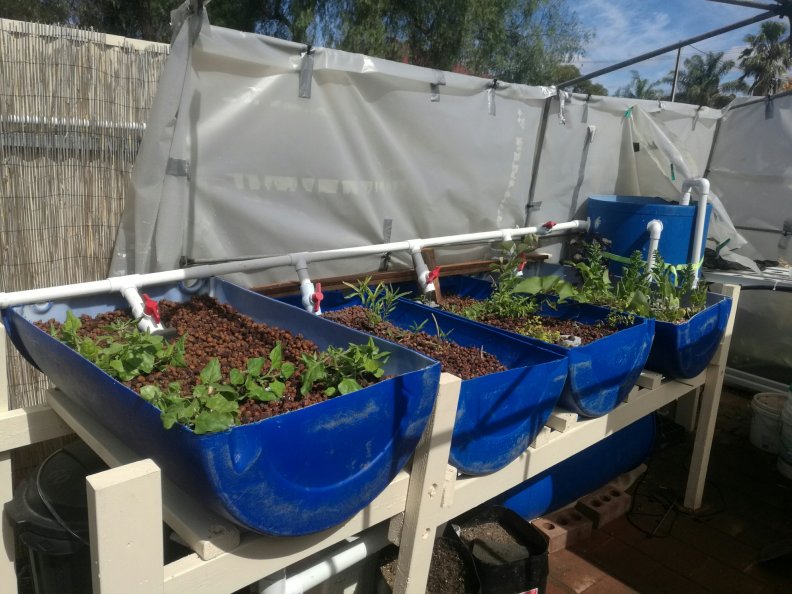 Our aquaponics Our aquaponics