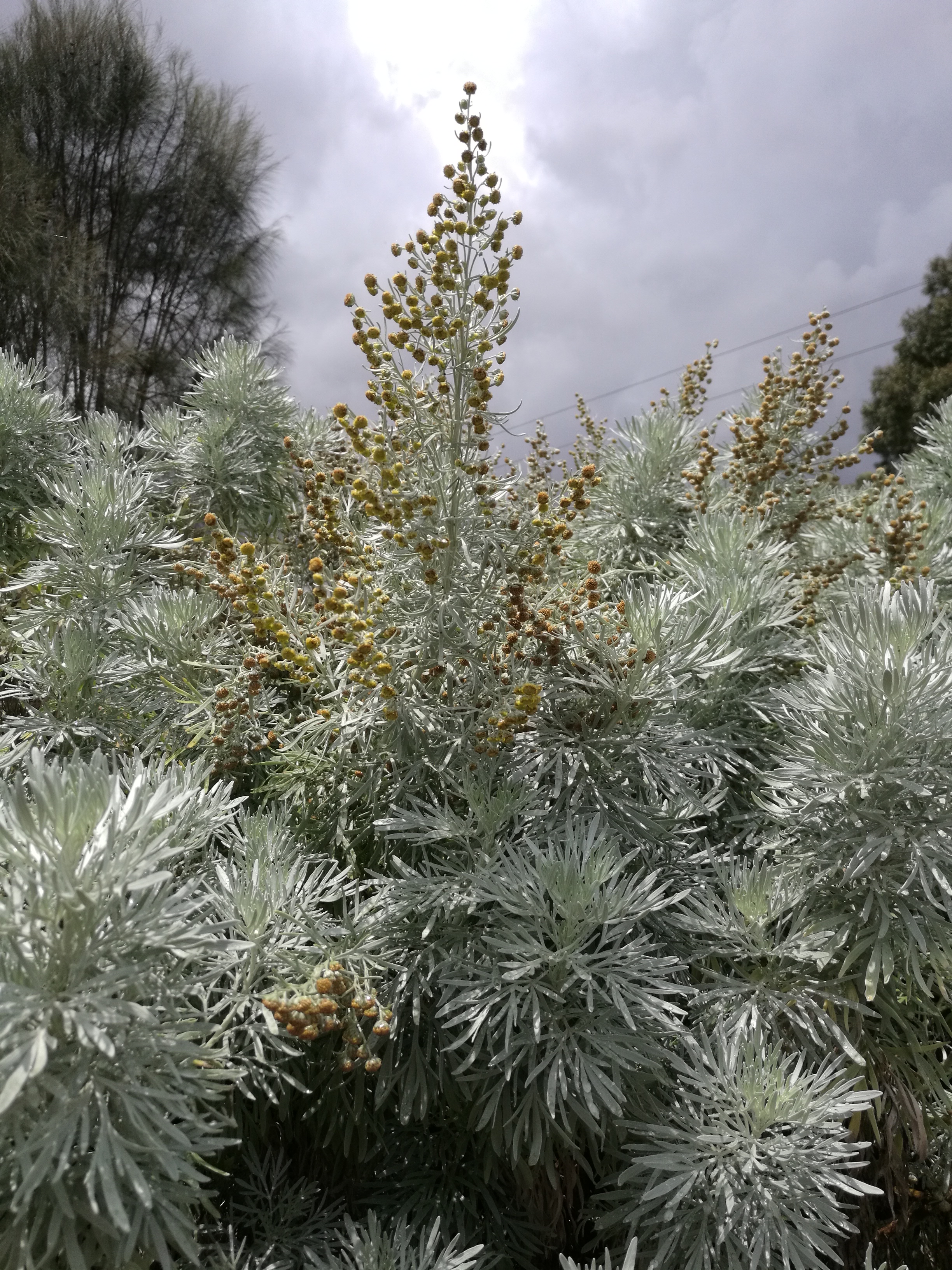 Tree Wormwood (Artemisia arborescens)