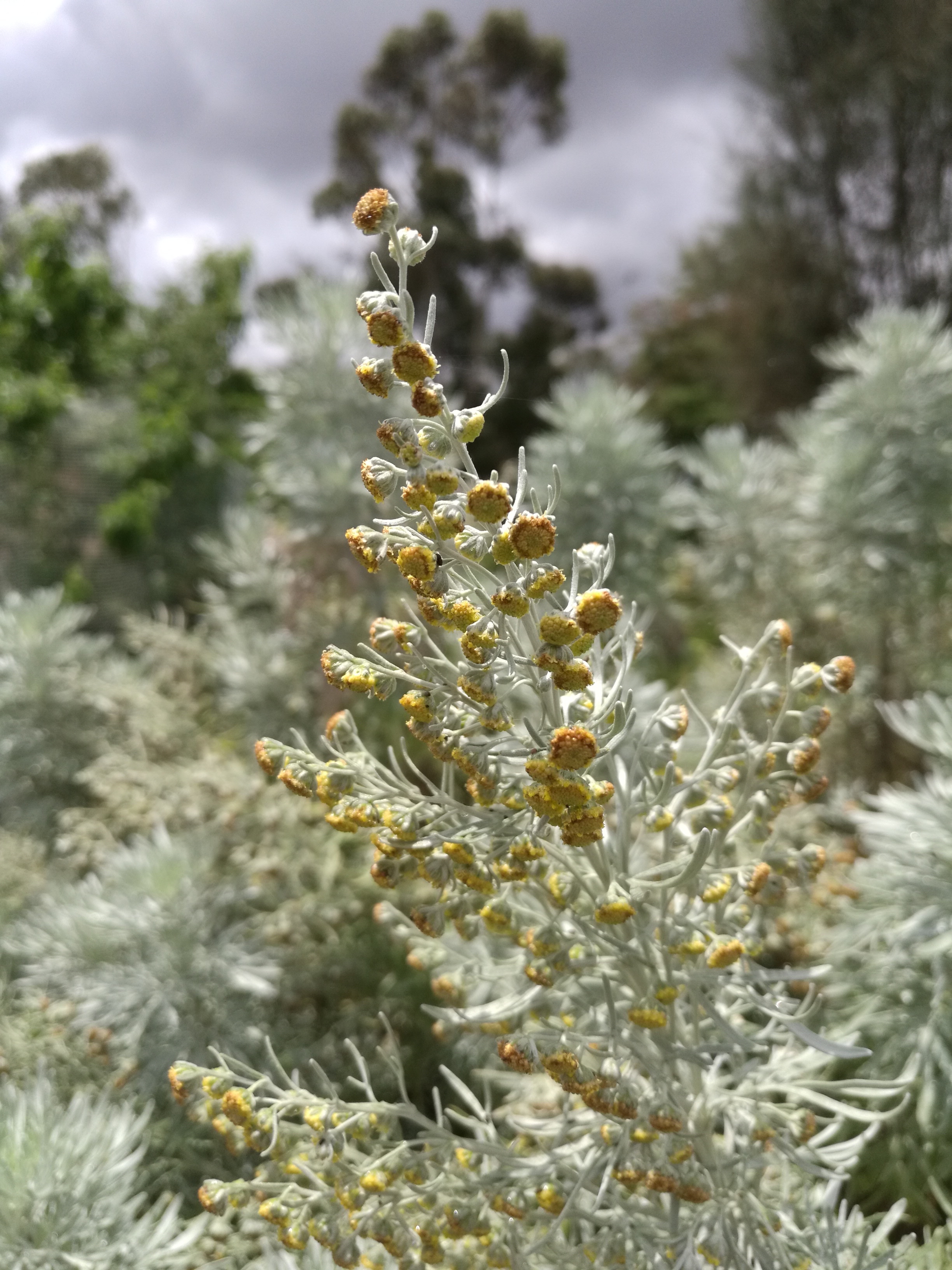 Artemisia absinthum