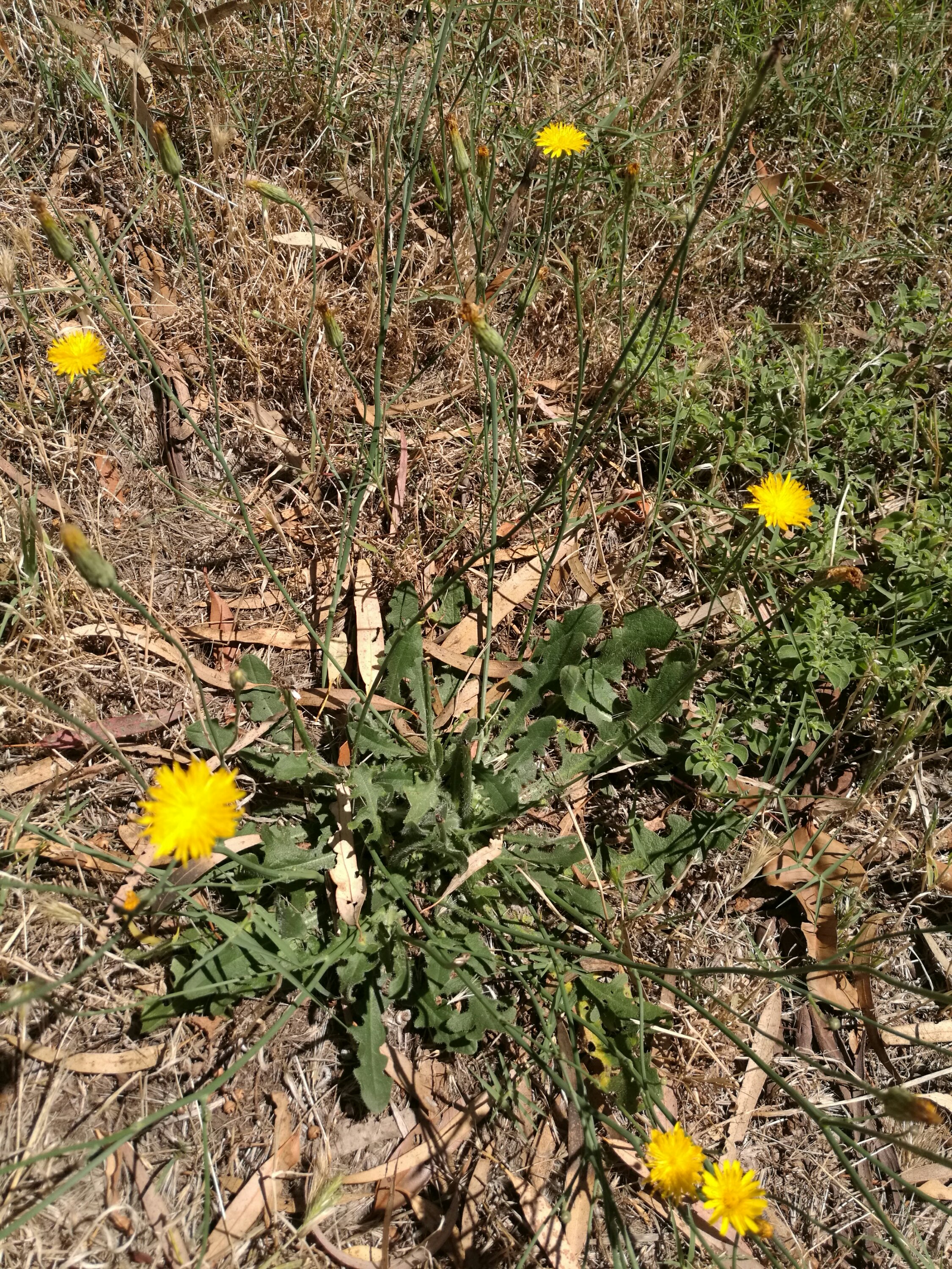 Hypochaeris radicata