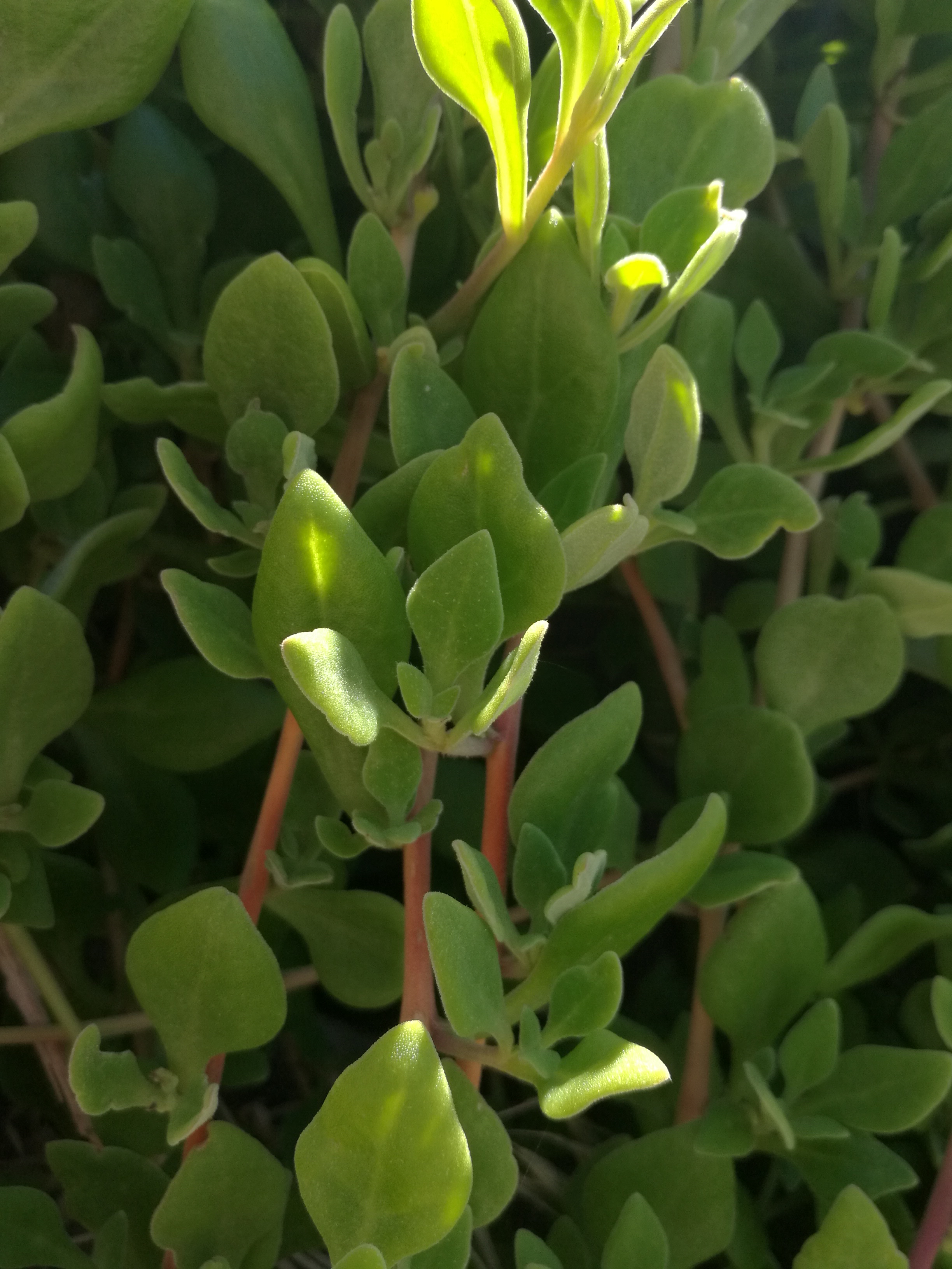 Tetragonia implexicoma