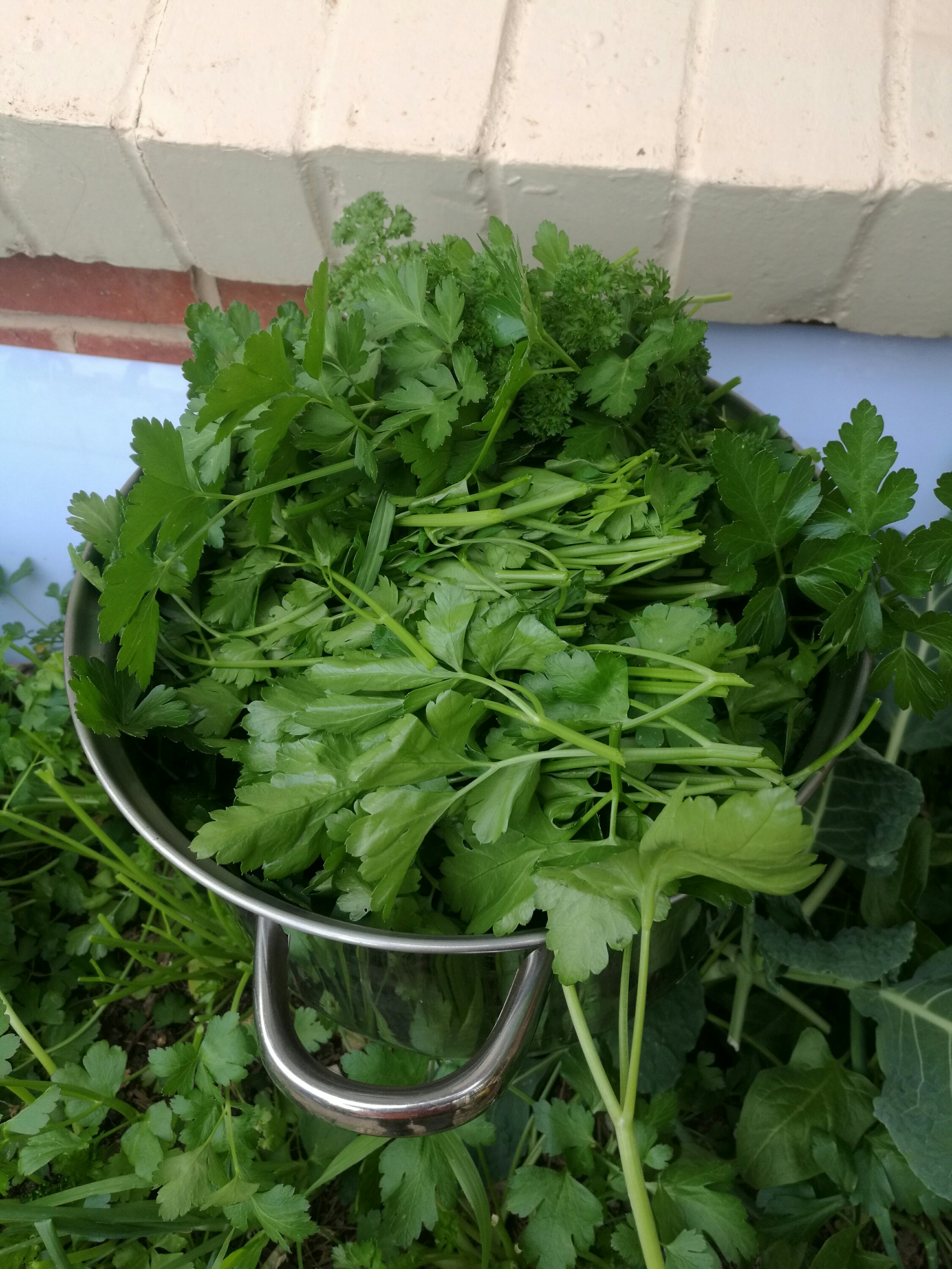 A whole mass of Parsley for drying