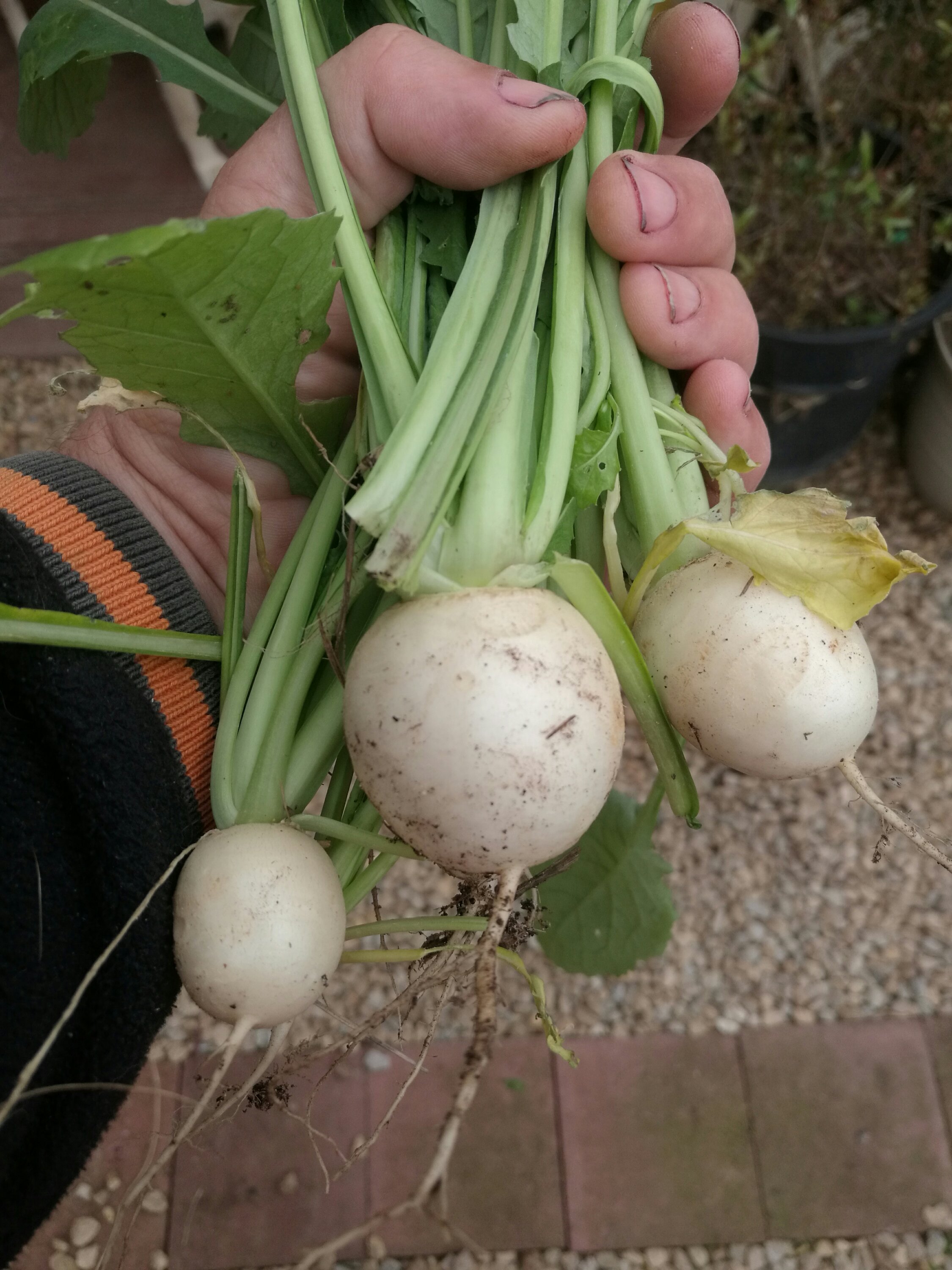 Hakurei...Japanese Turnips