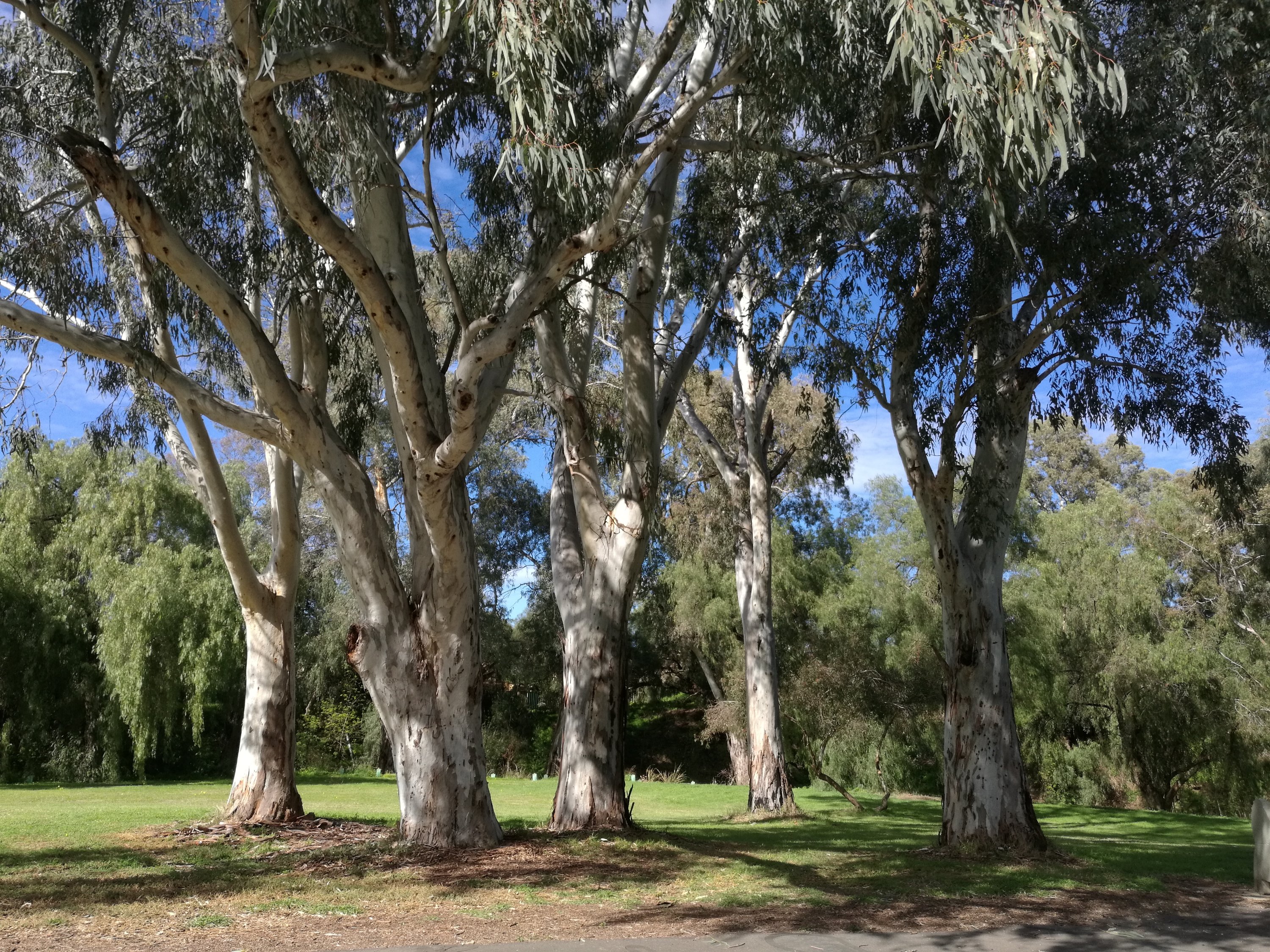 The grove of trees Our landmark