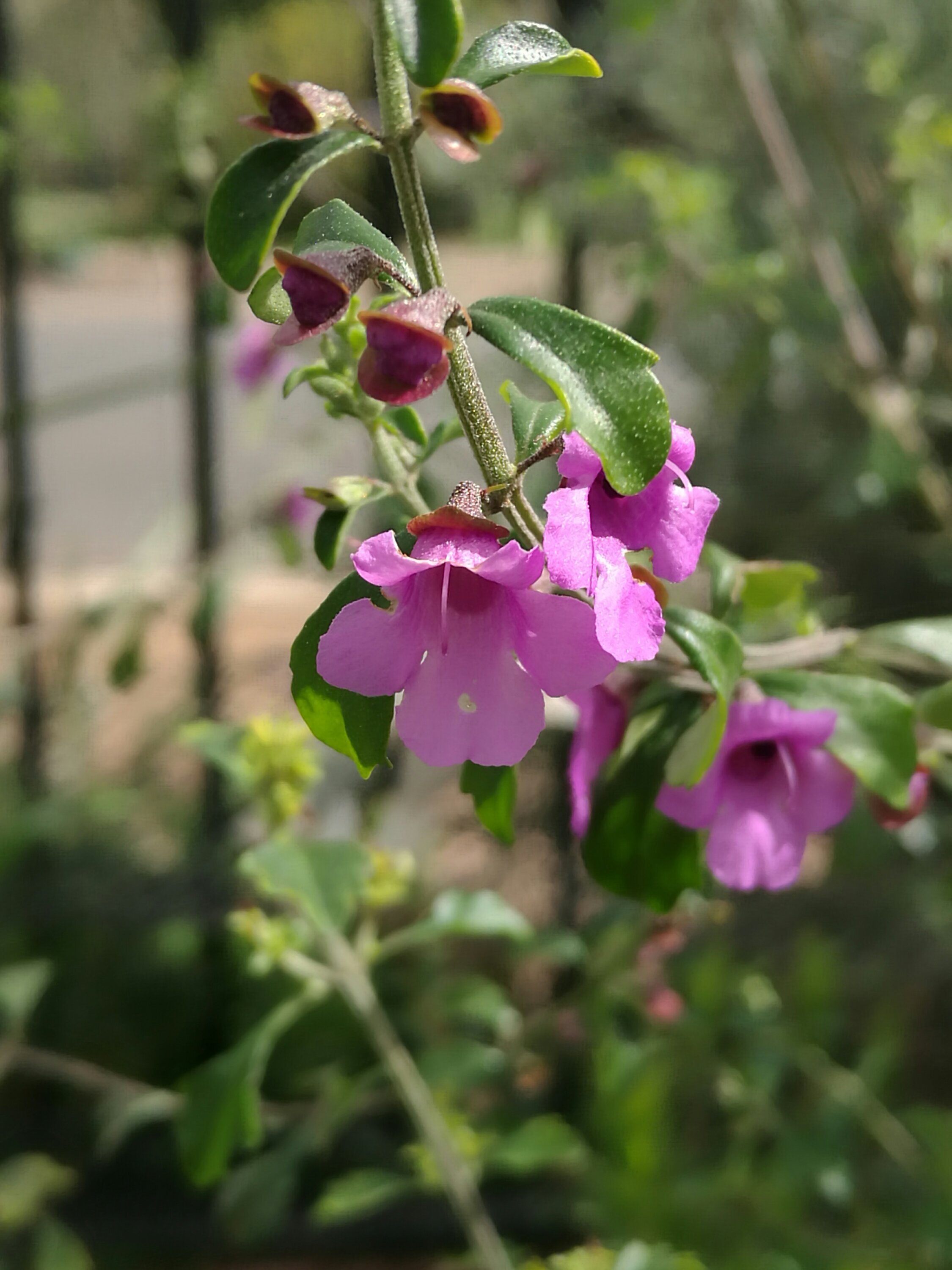 Native Mint (Prosanthera incisa)