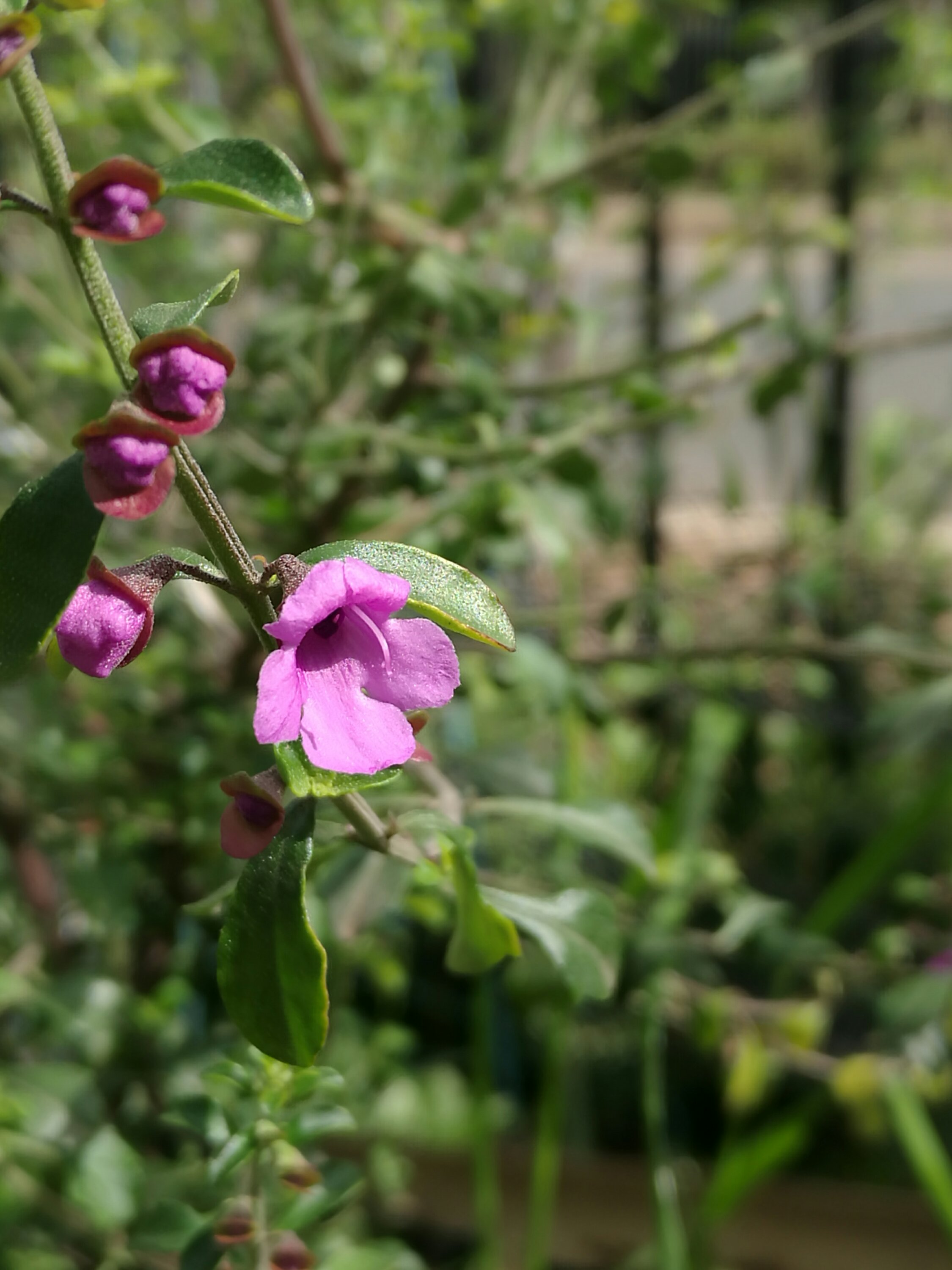 Native Mint (Prosanthera incisa)