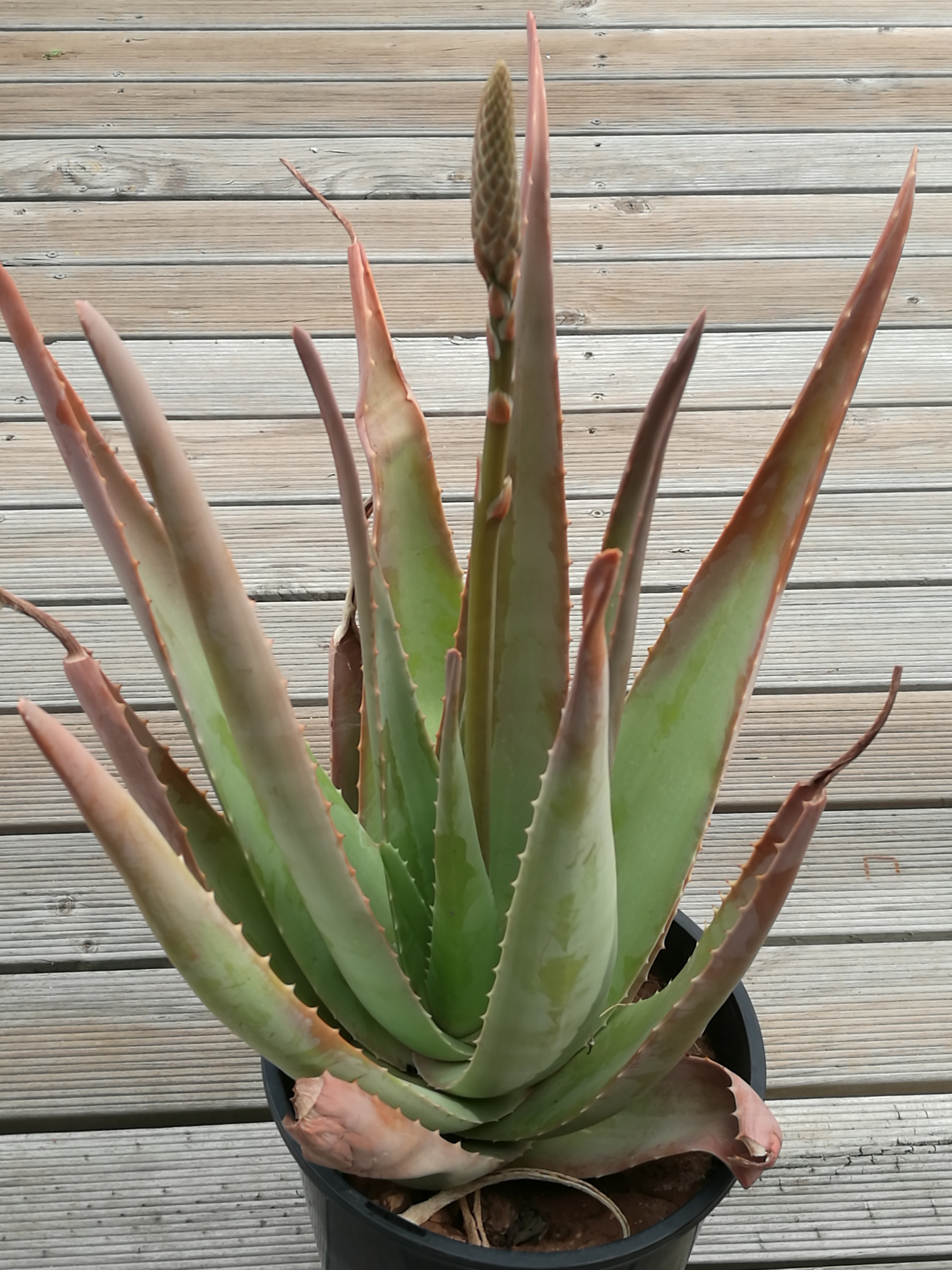 Aloe vera