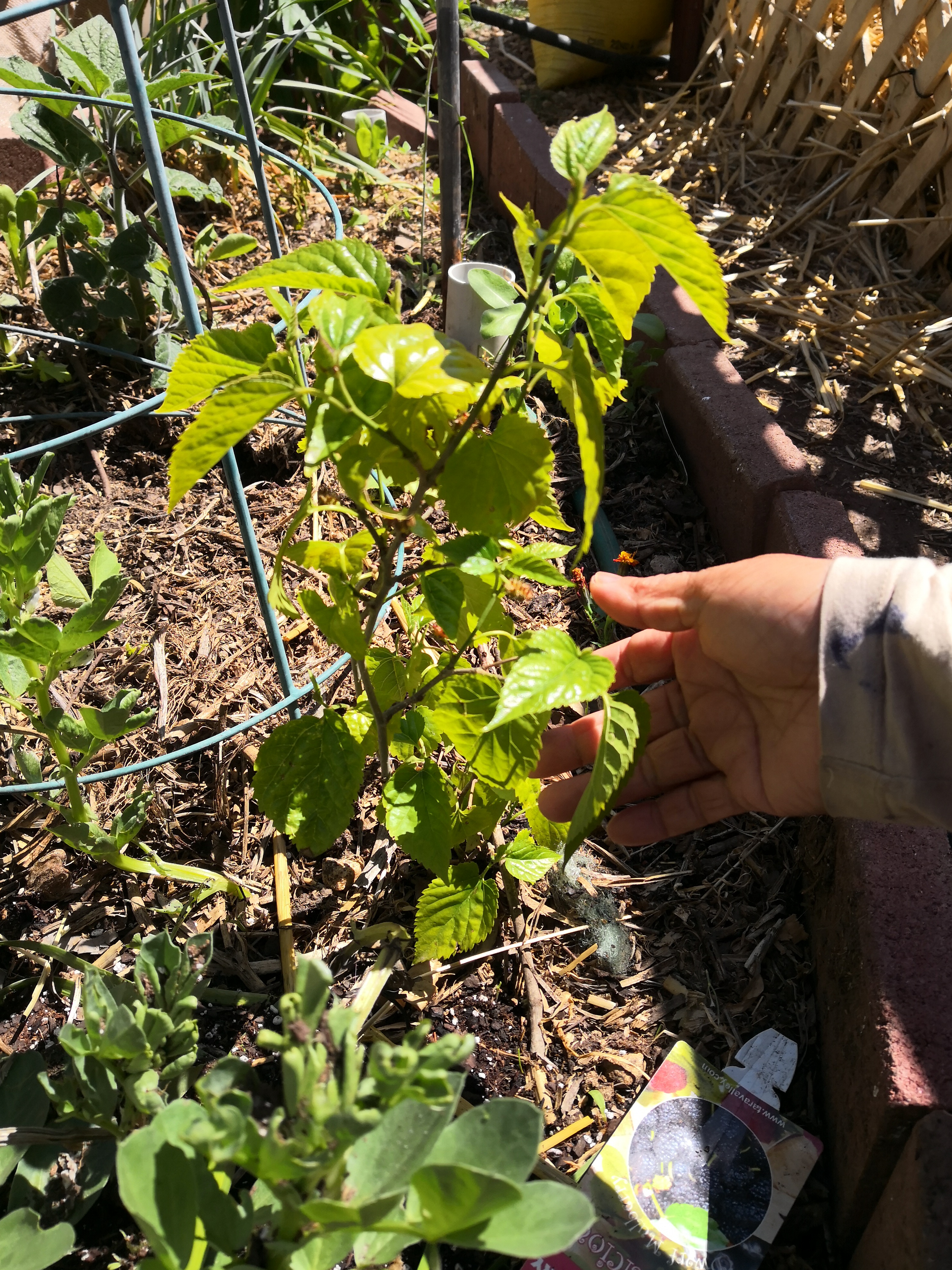 Tiny Mulberries on the Dwarf Mulberry