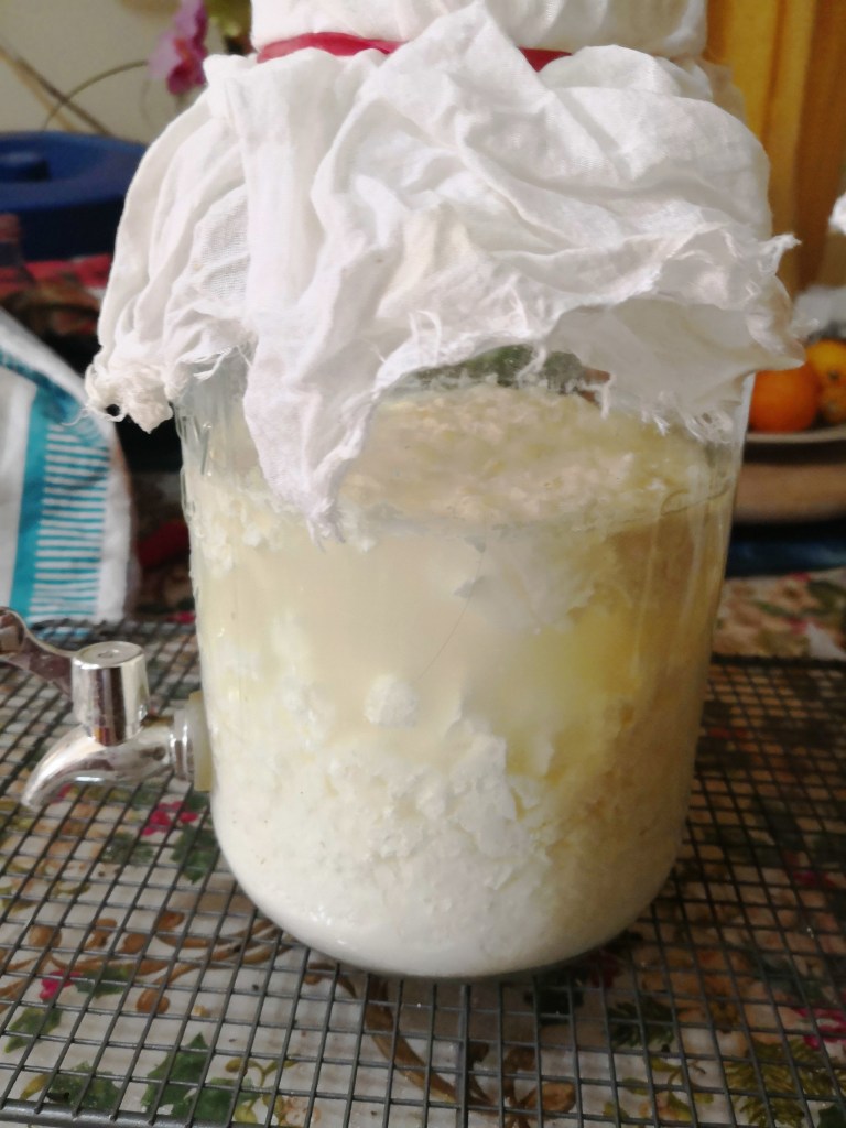 Curds will separate as the bacteria do their work