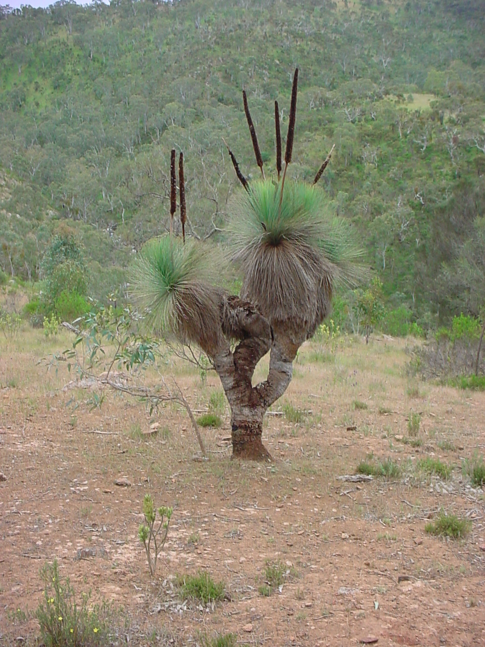 This Yakka is over 100 years old according to local legend.