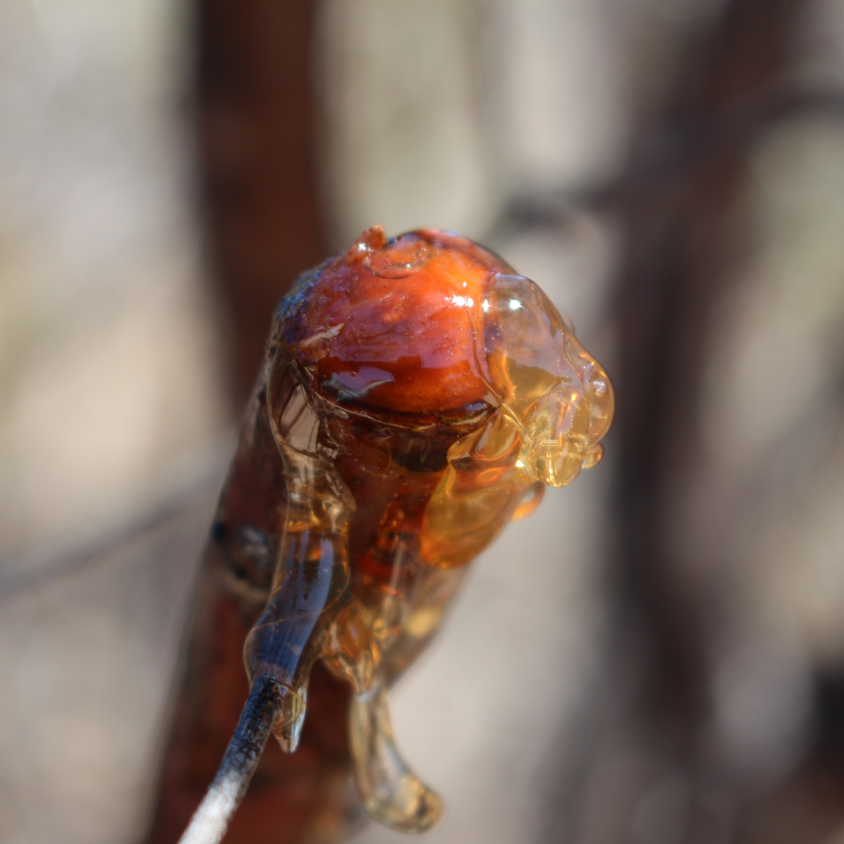 Wattle gum - sweet and sticky.
