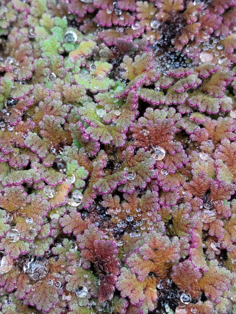 A dense mat of Azolla.