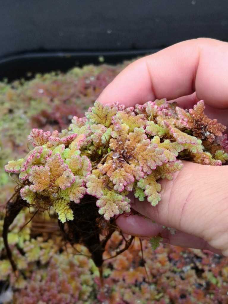 Azolla