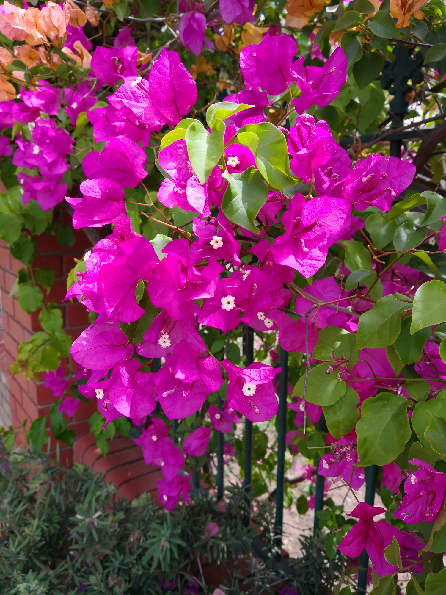 Bougainvillea spectabilis