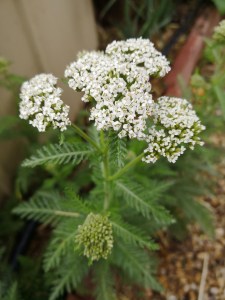 Achillea millefolium