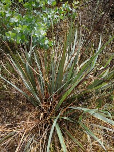 A clump of Dianella leaves.