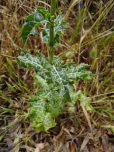 Milk Thistle