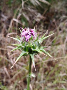 Milk Thistle