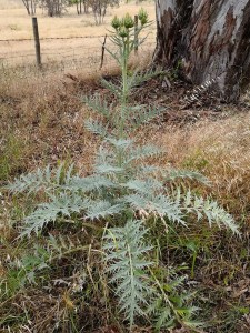 Wild Artichoke