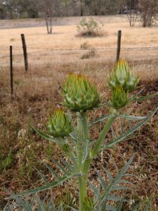 Wild Artichoke