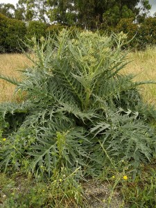 Wild Artichoke