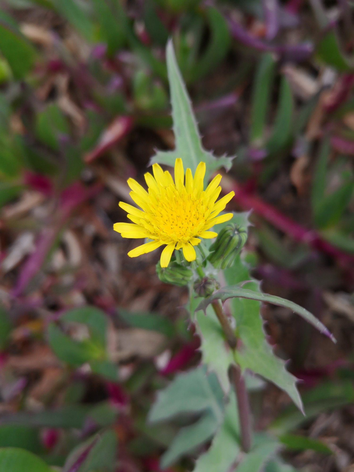 Sow Thistle