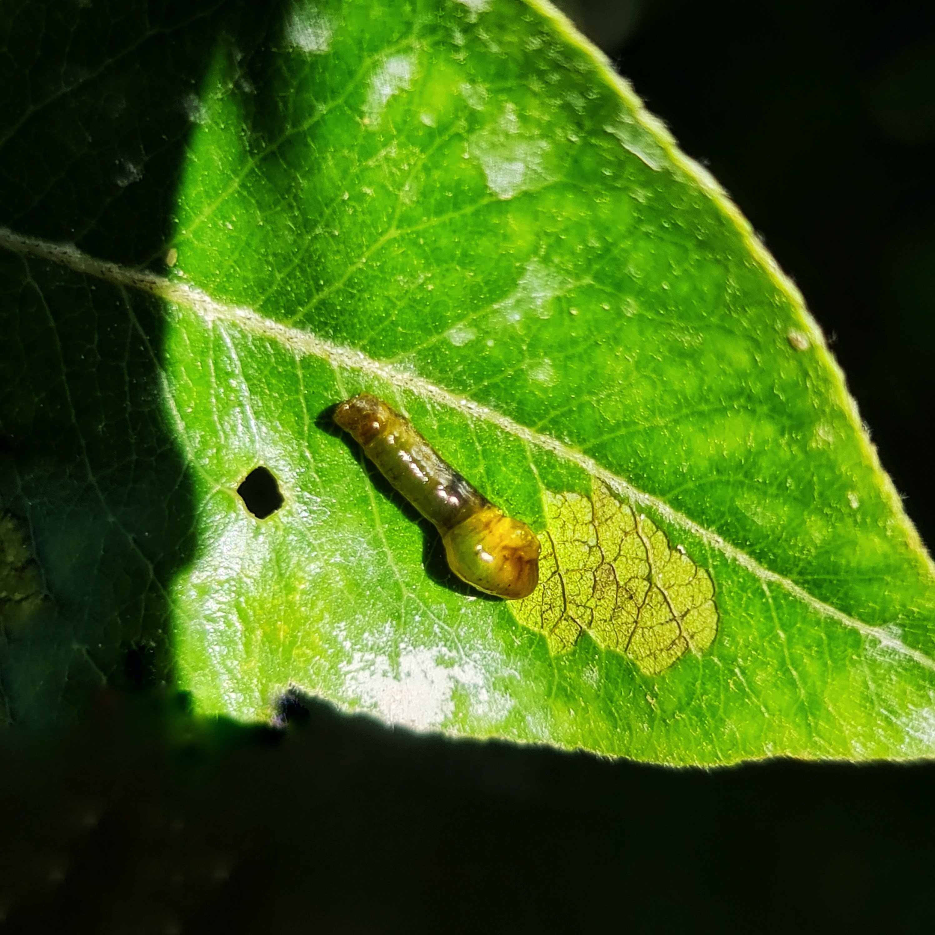 I couldn't resist increasing the image saturation to make this Pear Slug look like a gummy bear!