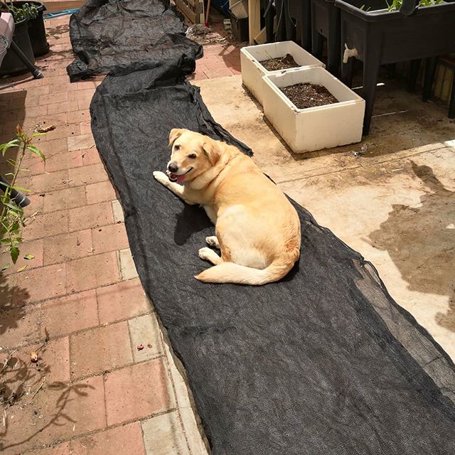 6bc01-46058820_914772512060468_3317908720231105670_n