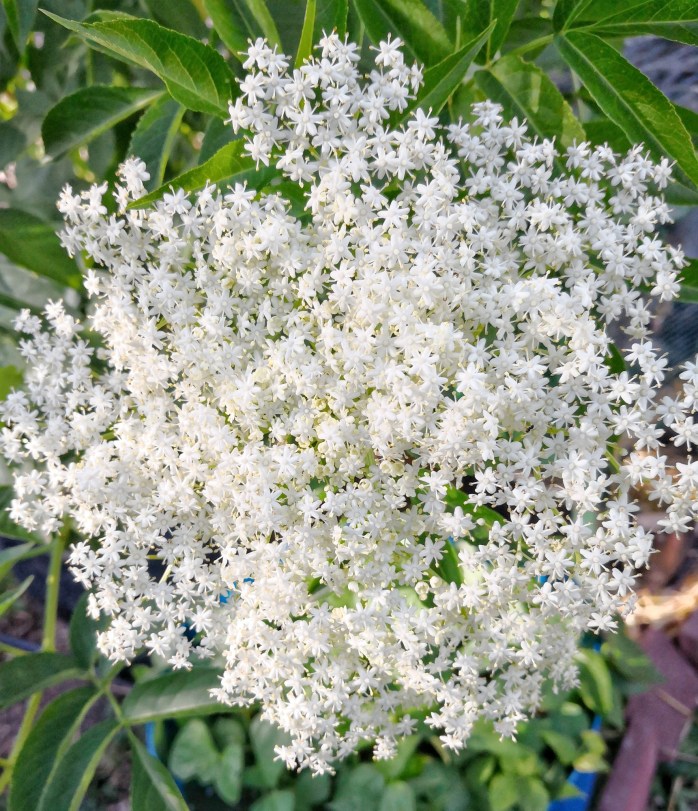 Elder Flowers