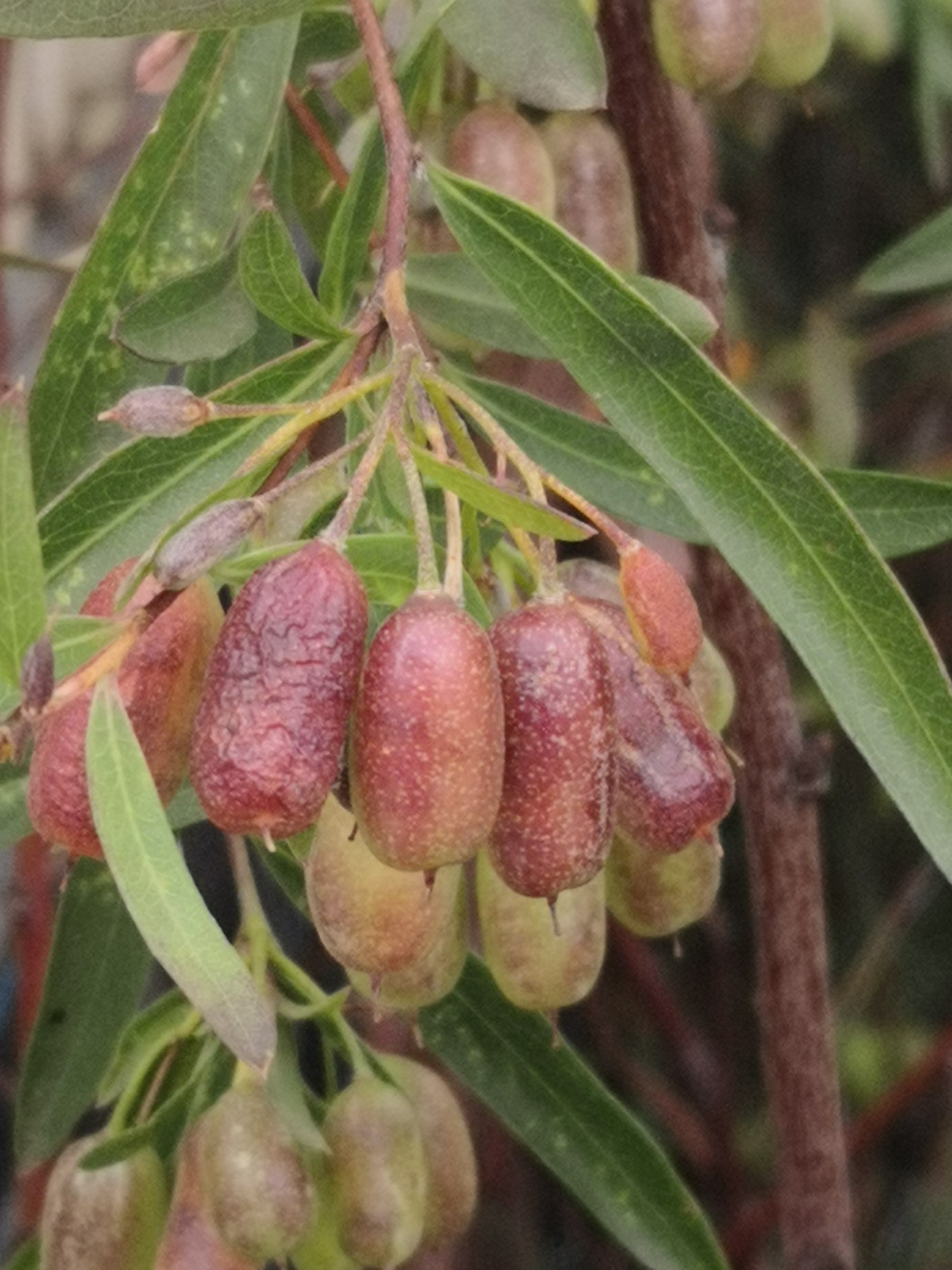 Sweet Appleberry fruit tastes of Apples, of course!