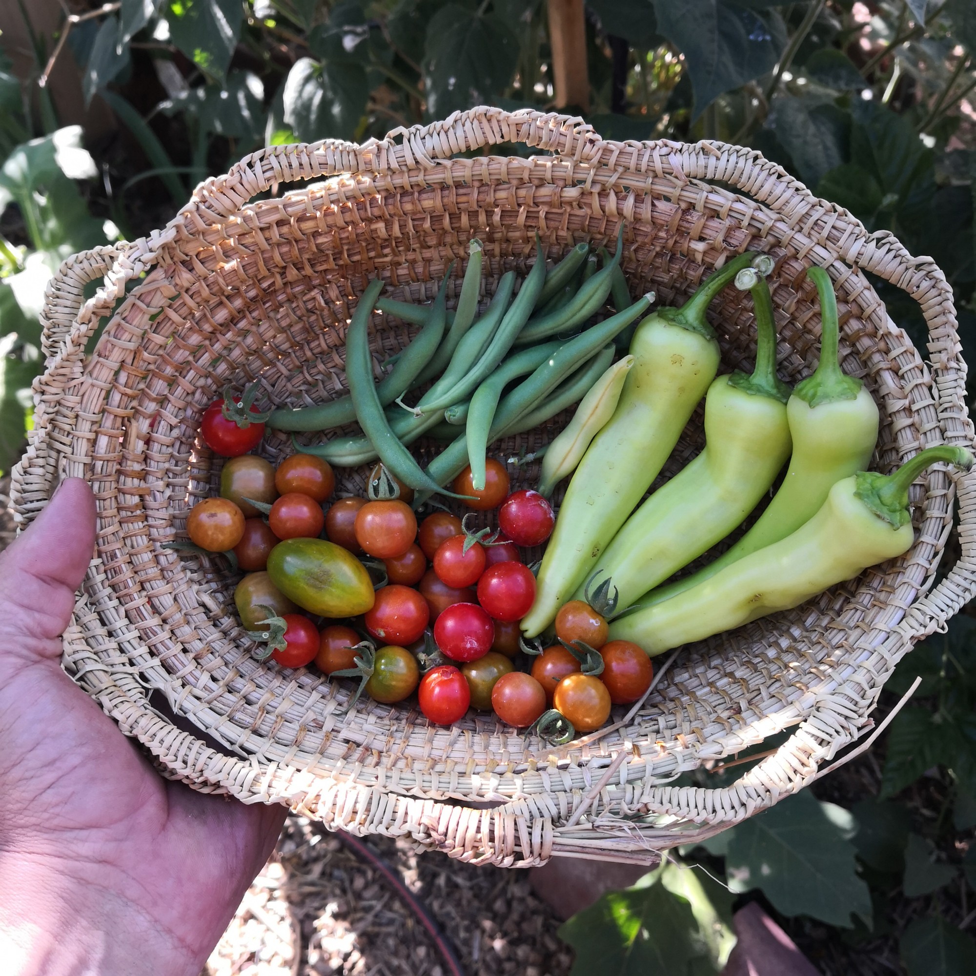 Summer harvest