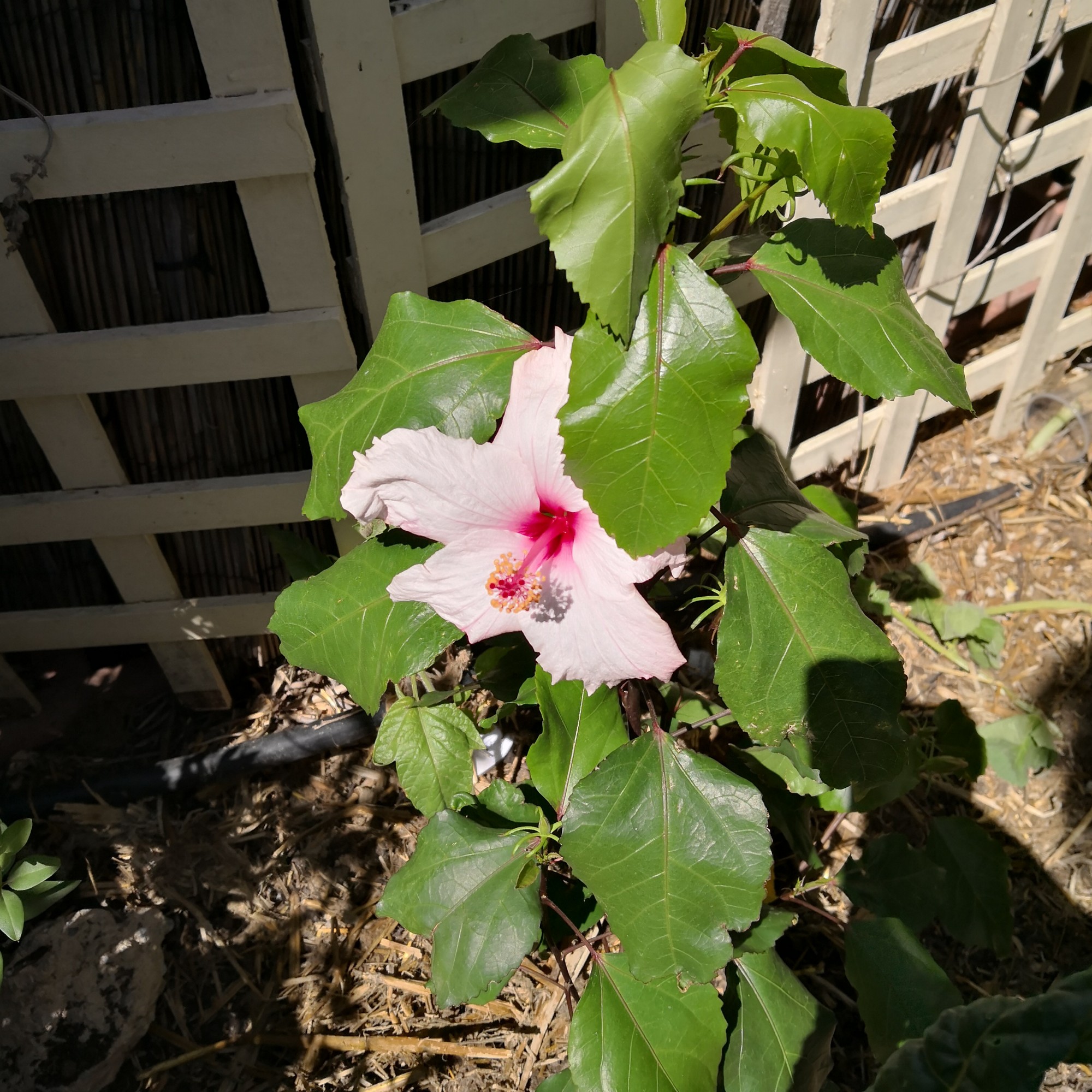 Hibiscus