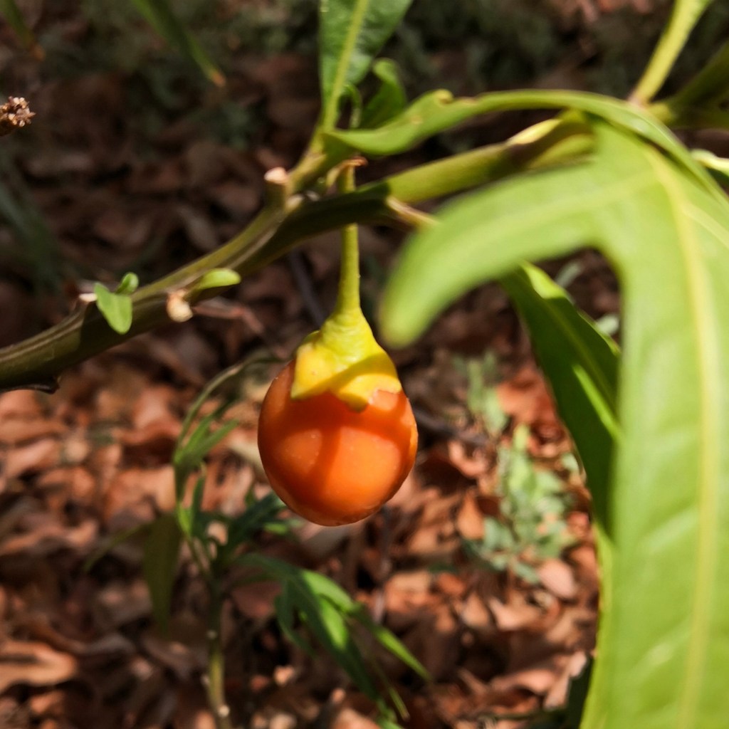 Kangaroo Apple