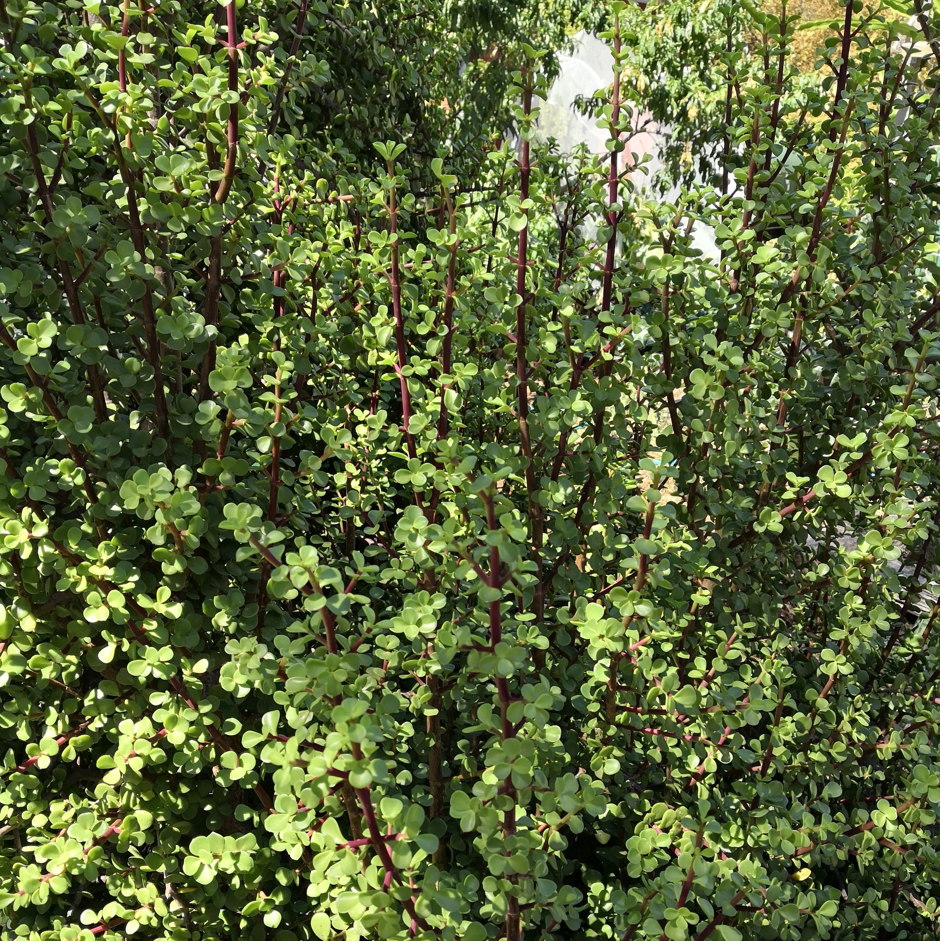 A favourite in many gardens