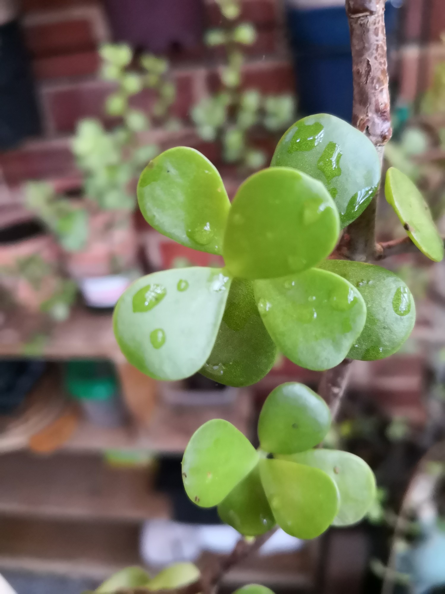 Everyone knows these thick leaves.