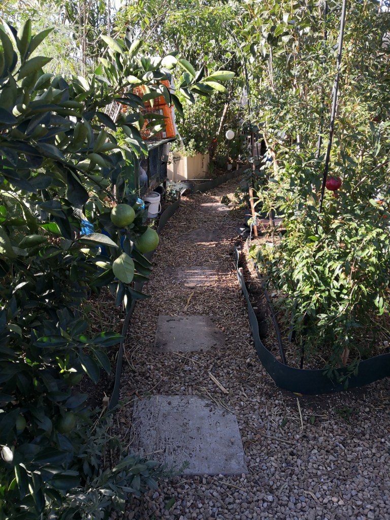 A path runs between two layers of trees