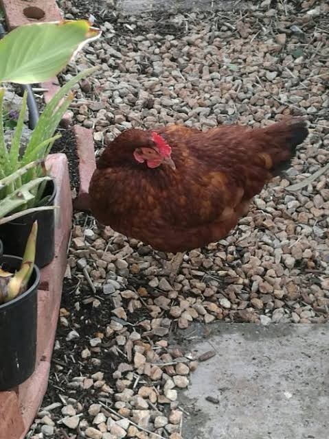 Mercy Mercy has left us for the void