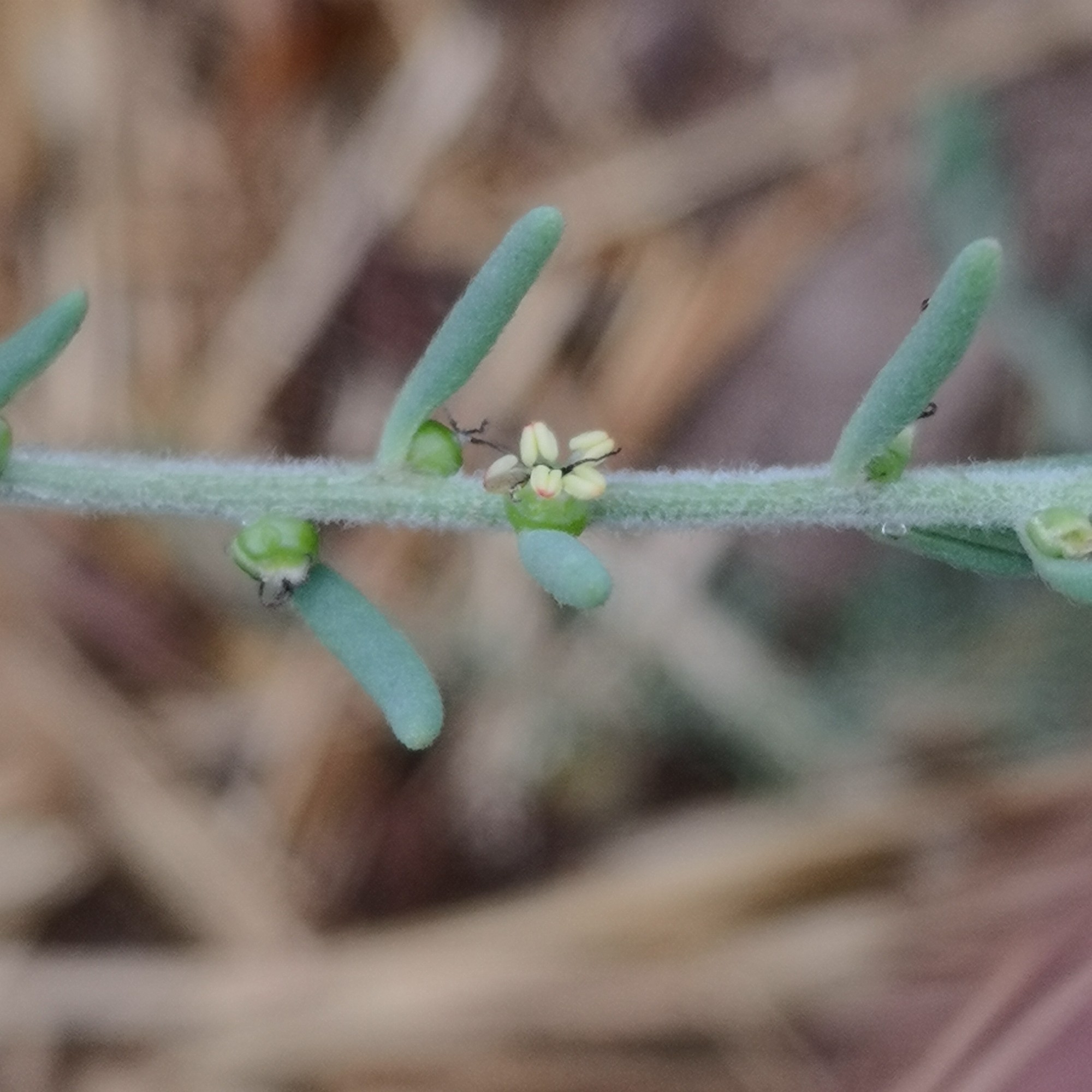 A tiny, tiny Ruby Saltbush flower.