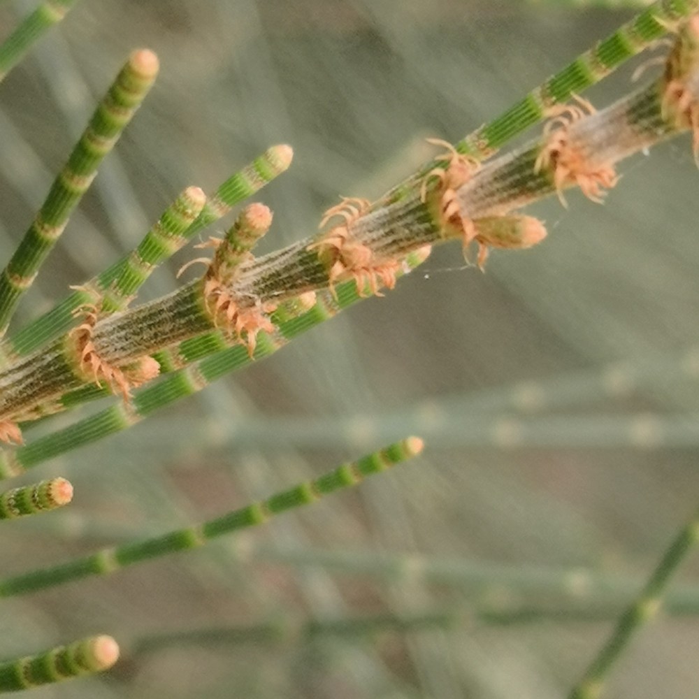 Tiny but plentiful male Sheoak flowers