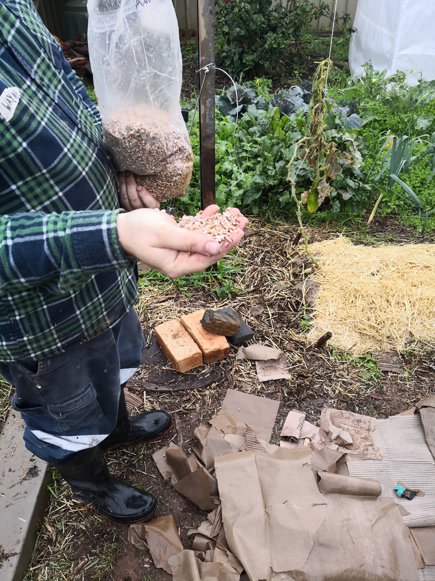 Sprinkle on the spawn