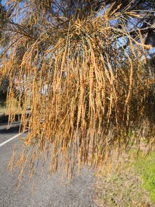 Male Sheoak flowers