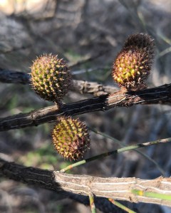 Young cones Young cones