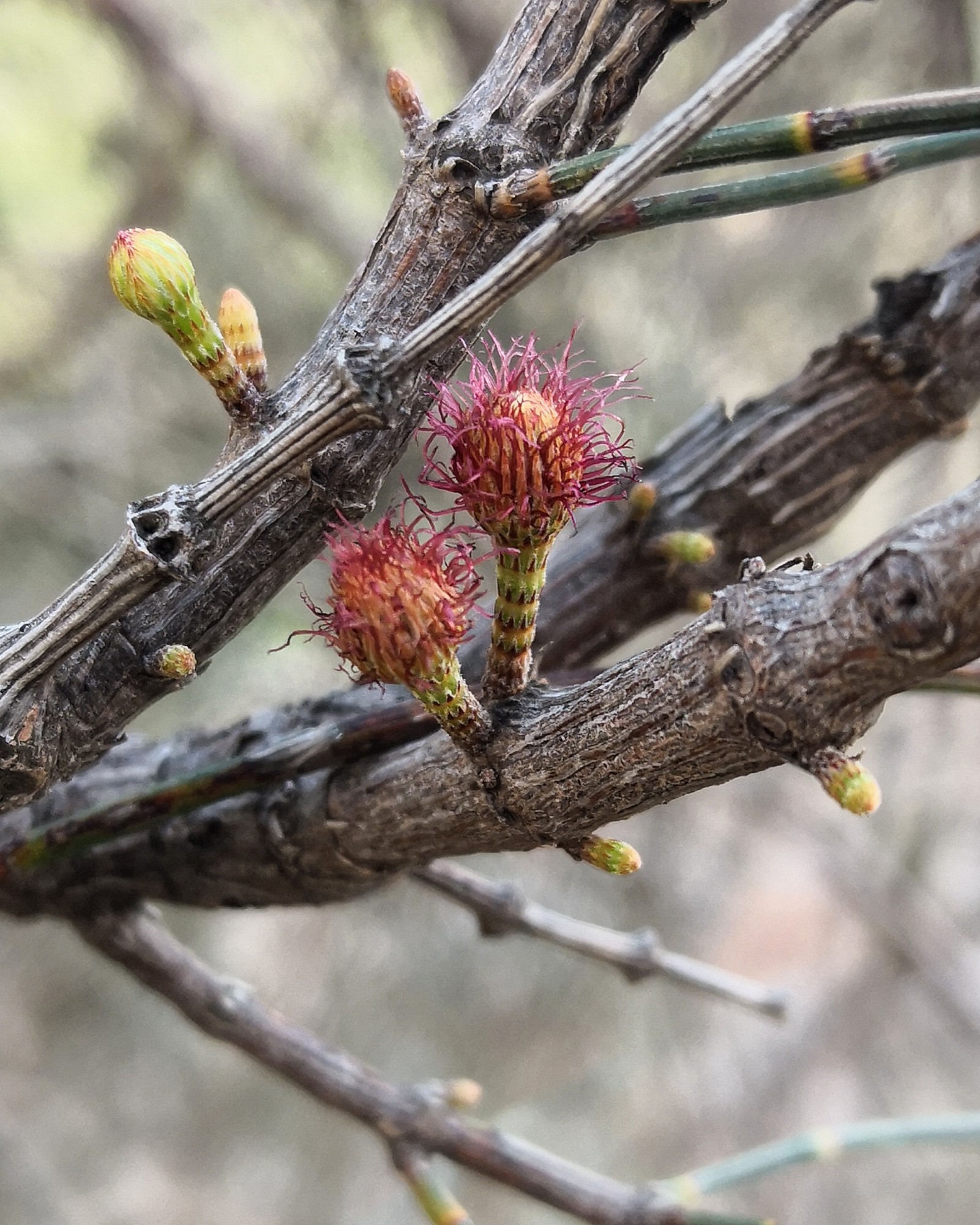Female Sheoak flowers