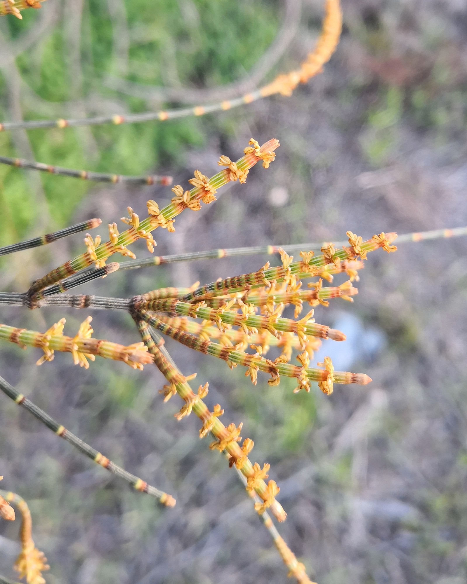 Male Sheoak flowers in close up