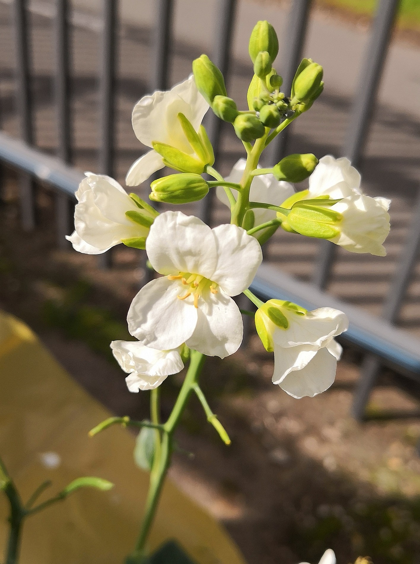 Beautiful flowers can be a deadly trap